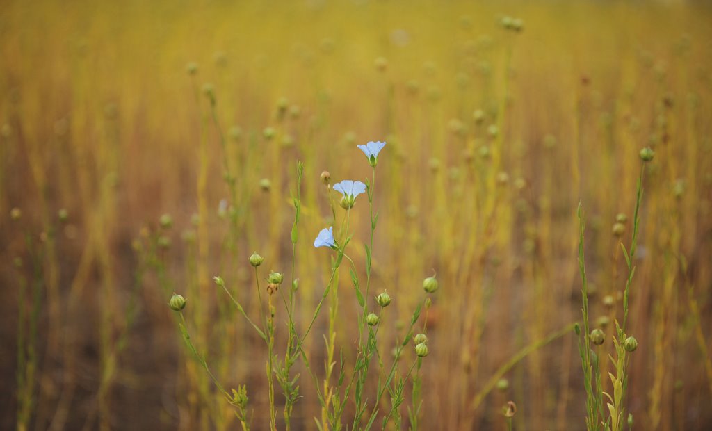 Der Charakter der Leinenfaser